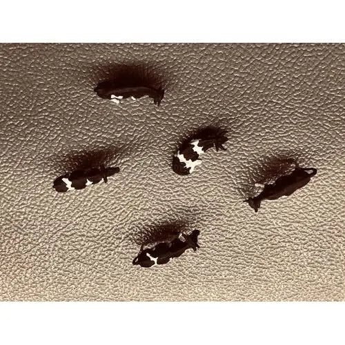 Cows for your HO scale farm (5 Count) - (USED) - DiecastModeler.com